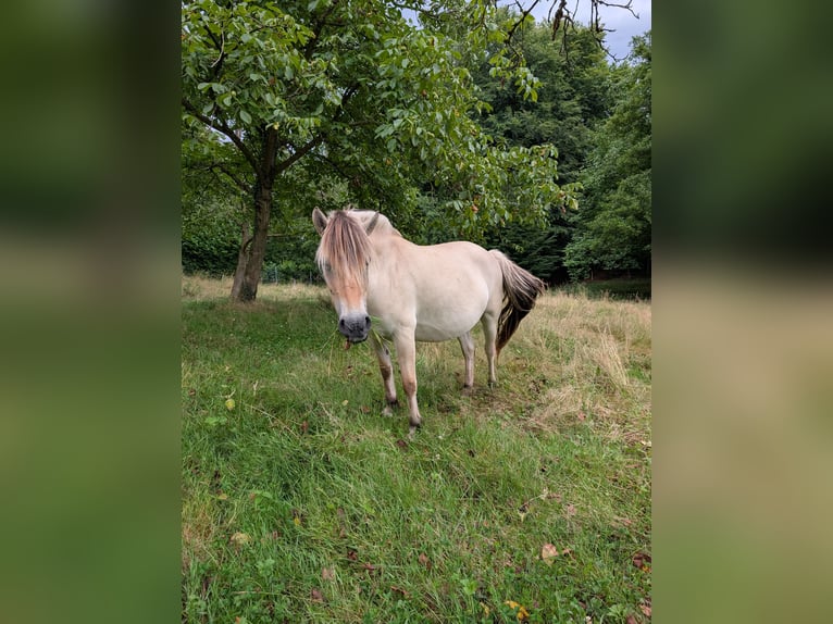 Fjord Horses Mare 6 years 14,1 hh in Lautertal