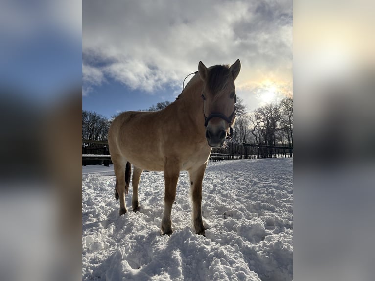 Fjord Horses Mare 6 years 14,2 hh  in Herveld
