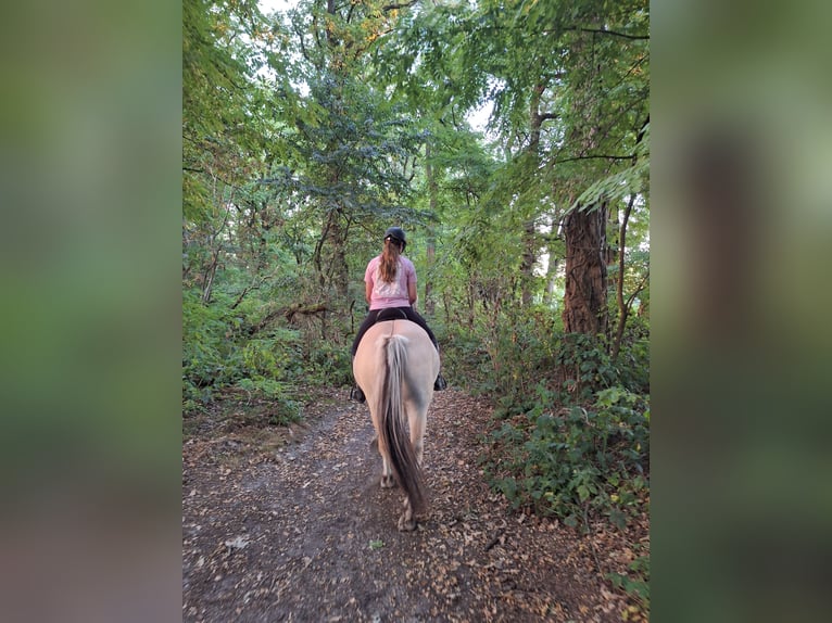 Fjord Horses Mare 6 years 14,2 hh  in Herveld