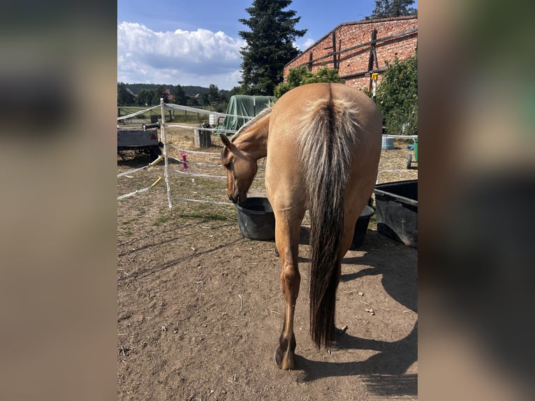 Fjord Horses Mix Mare 7 years 13,2 hh Dun in Ballenstedt