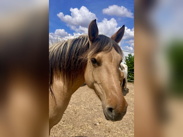 Fjord Horses Mix Mare 7 years 13,2 hh Dun in Ballenstedt