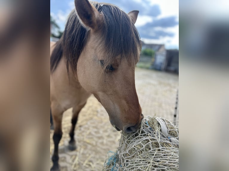 Fjord Horses Mix Mare 7 years 13,2 hh Dun in Ballenstedt