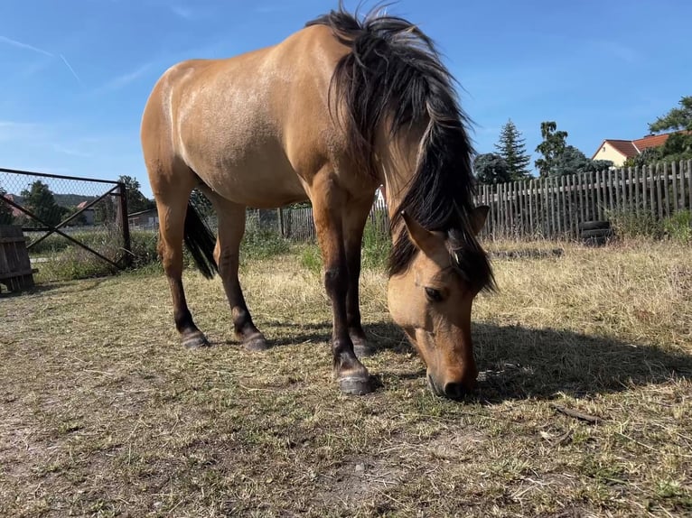Fjord Horses Mix Mare 7 years 13,2 hh Dun in Ballenstedt