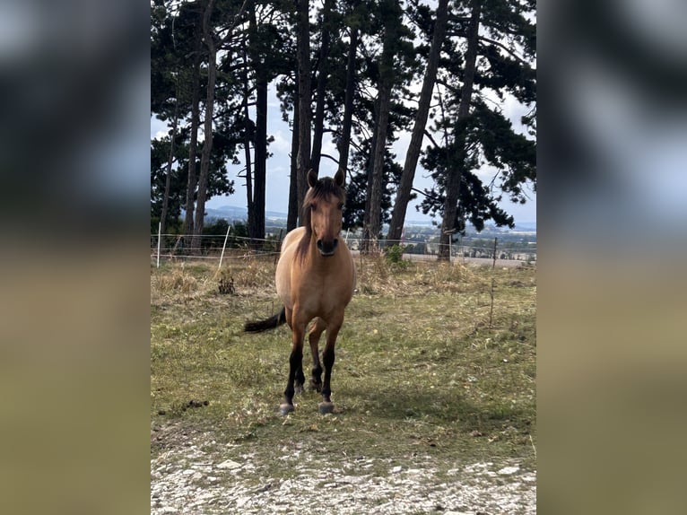Fjord Horses Mix Mare 7 years 13,2 hh Dun in Ballenstedt