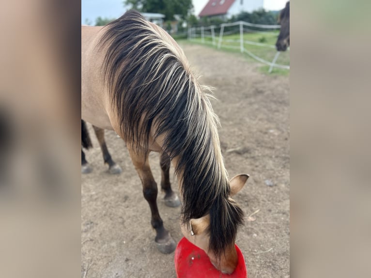 Fjord Horses Mix Mare 7 years 13,2 hh Dun in Ballenstedt