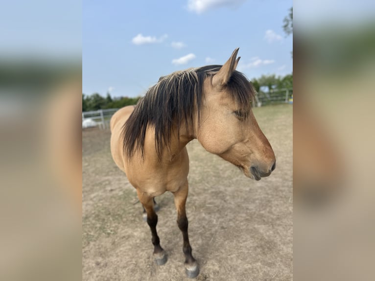 Fjord Horses Mix Mare 7 years 13,2 hh Dun in Ballenstedt