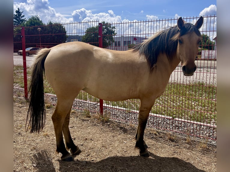 Fjord Horses Mix Mare 7 years 13,2 hh Dun in Ballenstedt