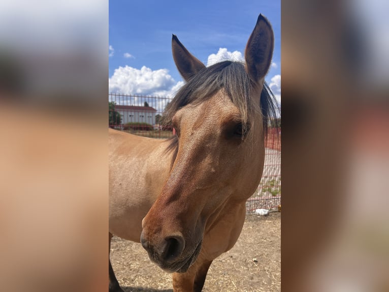 Fjord Horses Mix Mare 7 years 13,2 hh Dun in Ballenstedt