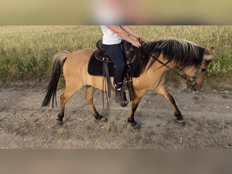Fjord Horses Mix Mare 7 years 13,2 hh Dun in Ballenstedt
