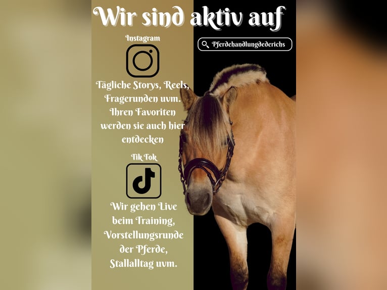 Fjord Horses Mare 7 years 14,1 hh Dun in Nettersheim