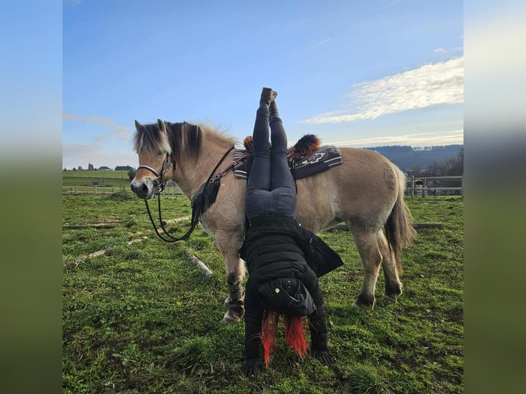 Fjord Horses Mare 7 years 14,2 hh Dun in Linkenbach