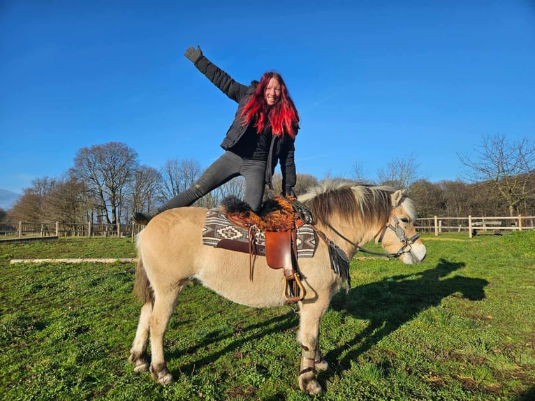 Fjord Horses Mare 7 years 14,2 hh Dun in Linkenbach