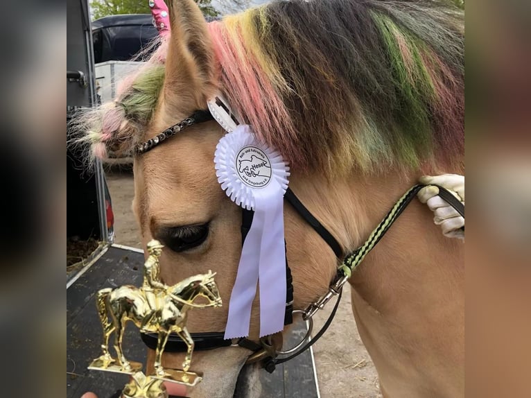 Fjord Horses Mare 7 years in Ostrhauderfehn
