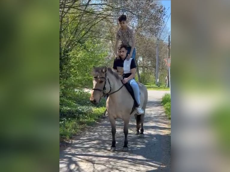 Fjord Horses Mare 8 years 13.2 hh Dun in Rechnitz
