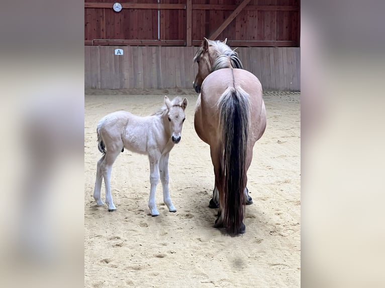 Fjord Horses Mare 8 years 13,2 hh Dun in Klausen-Leopoldsdorf
