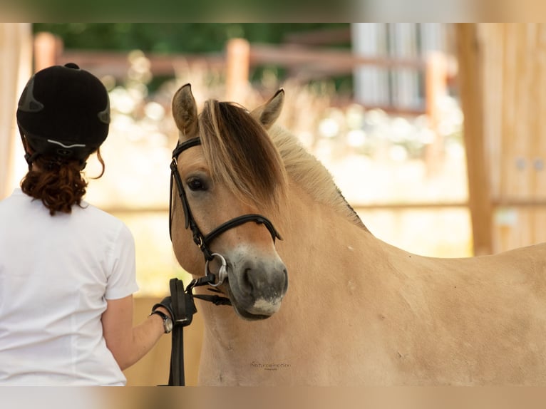 Fjord Horses Mare 8 years 14.1 hh Dun in Puy de Dome