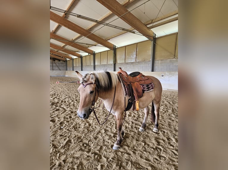 Fjord Horses Mare 8 years 14,1 hh Dun in Mörbisch am See