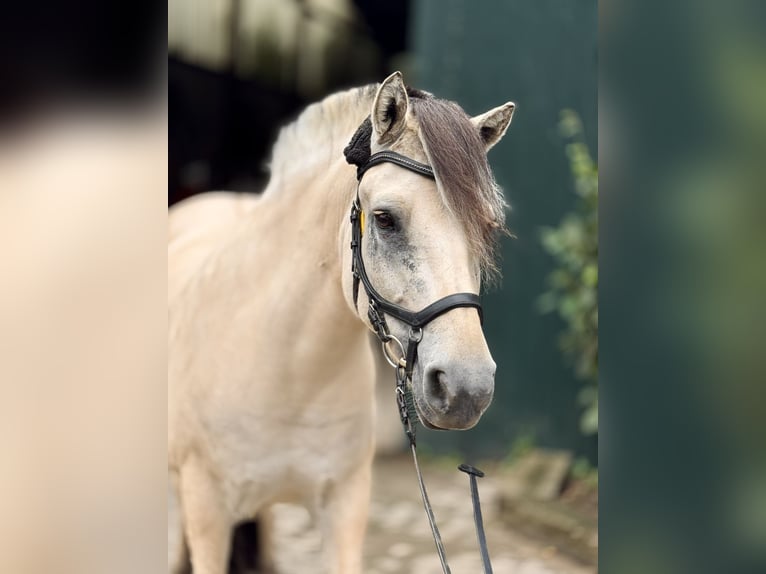 Fjord Horses Mare 8 years 14.1 hh  in Bückeburg