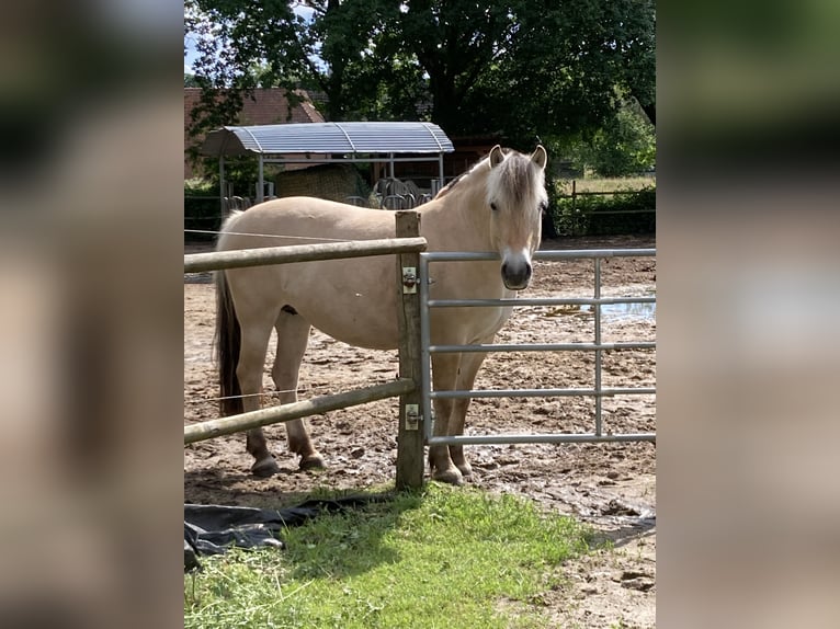 Fjord Horses Mare 8 years 14 hh Dun in Langwedel