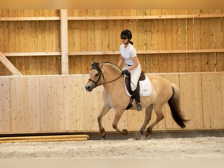 Fjord Horses Mare 8 years 14,1 hh Dun in Puy de Dome