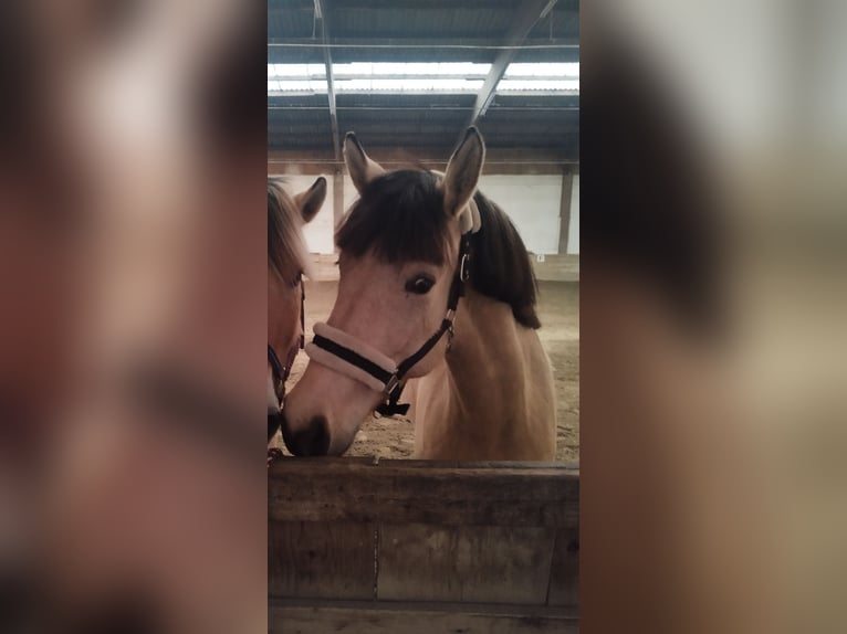 Fjord Horses Mix Mare 8 years 14,1 hh Dun in Podersdorf am See