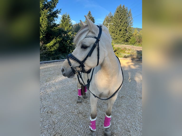 Fjord Horses Mare 8 years 14,2 hh Dun in Ofterschwang