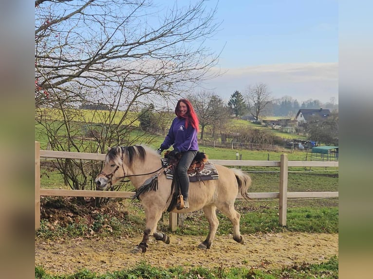 Fjord Horses Mare 8 years 14,2 hh Dun in Linkenbach