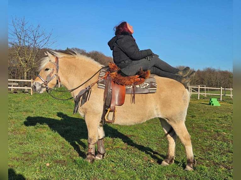 Fjord Horses Mare 8 years 14,2 hh Dun in Linkenbach