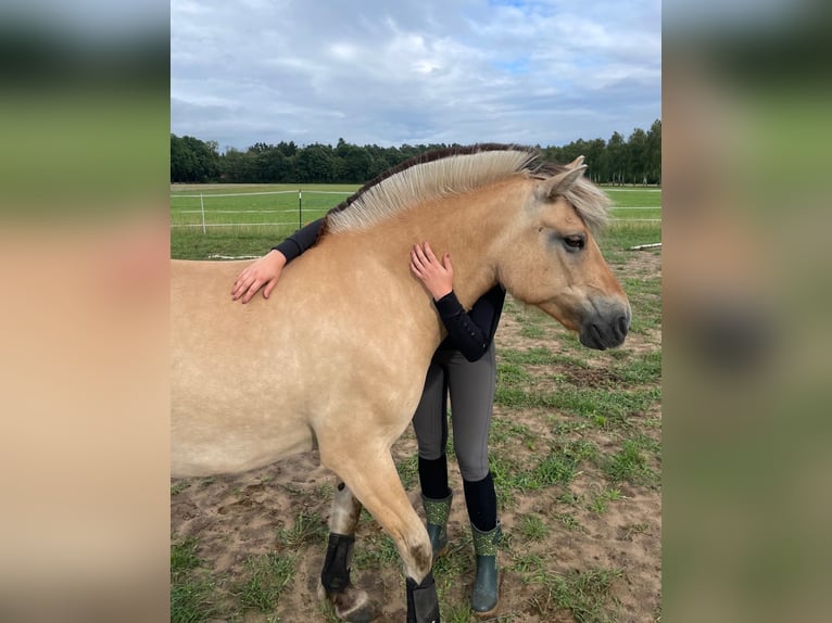 Fjord Horses Mare 9 years 13.2 hh Dun in Neetze
