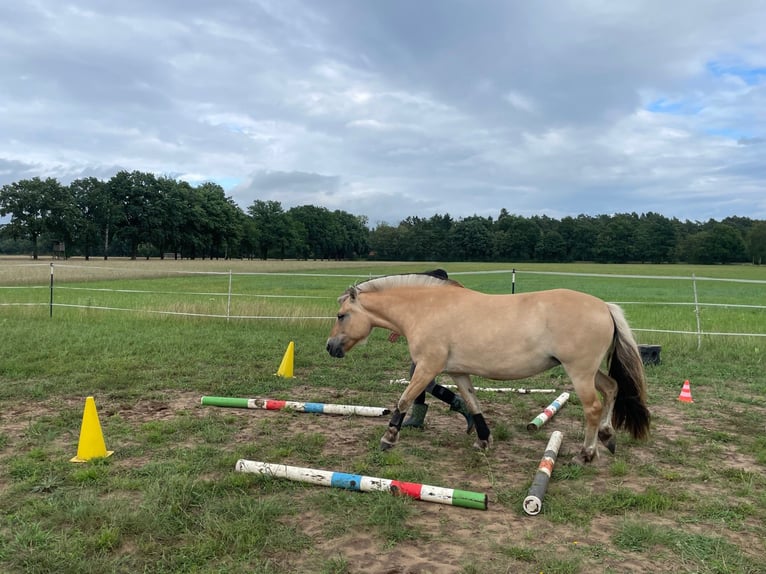 Fjord Horses Mare 9 years 13.2 hh Dun in Neetze