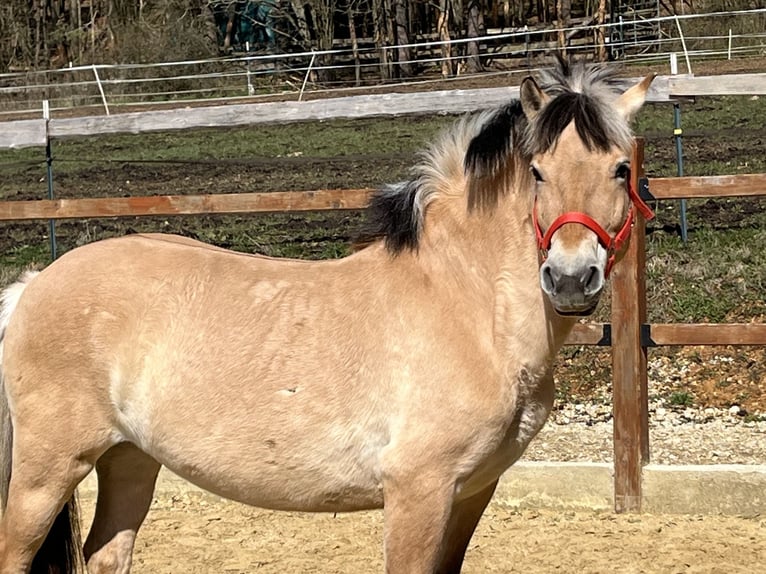 Fjord Horses Mare 9 years 13.2 hh Dun in Ursensollen