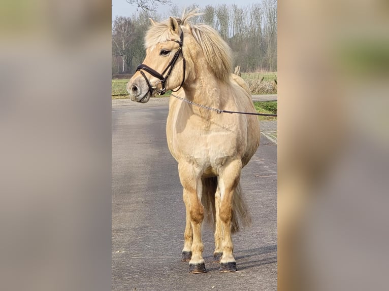 Fjord Horses Mare 9 years 13.2 hh Dun in Wegberg