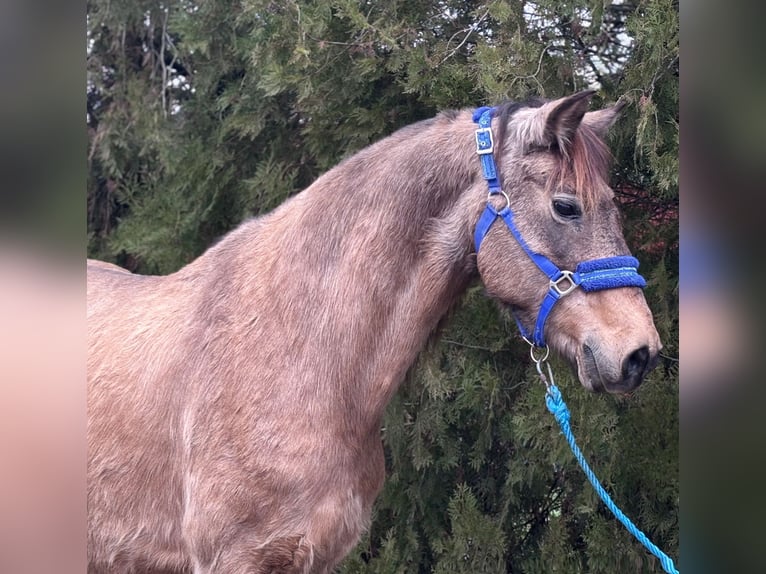 Fjord Horses Mix Mare 9 years 13,2 hh Buckskin in Békés