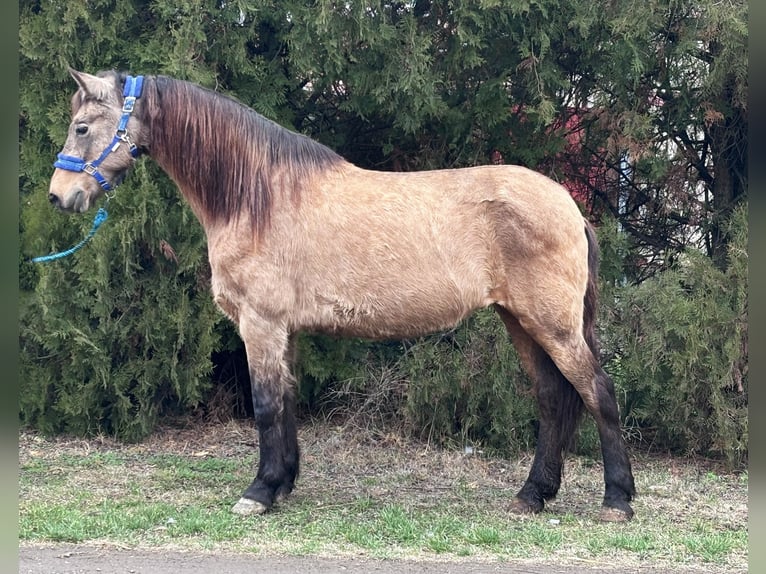 Fjord Horses Mix Mare 9 years 13,2 hh Buckskin in Békés