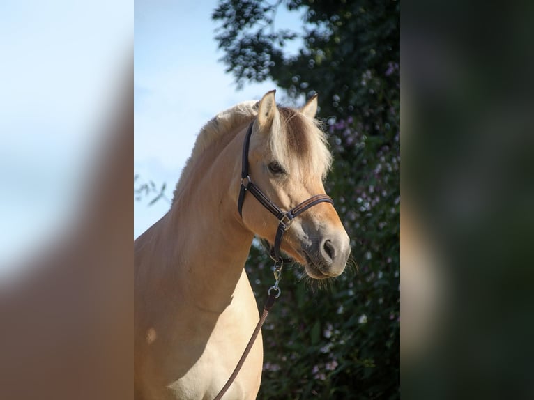 Fjord Horses Mare 9 years 13,2 hh Dun in Oberneukirchen