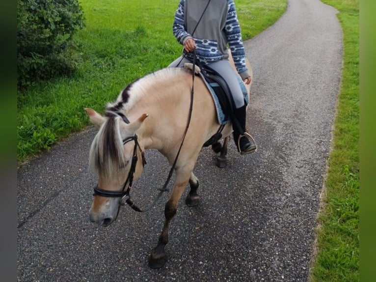 Fjord Horses Mare 9 years 13,2 hh Dun in Oberneukirchen