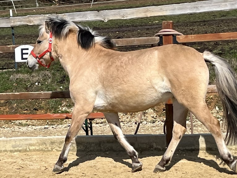 Fjord Horses Mare 9 years 13,2 hh Dun in Ursensollen