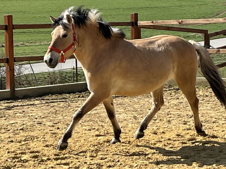 Fjord Horses Mare 9 years 13,2 hh Dun in Ursensollen