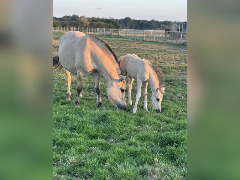 Fjord Horses Mare 9 years 14,1 hh in M&#xF6;nchengladbach
