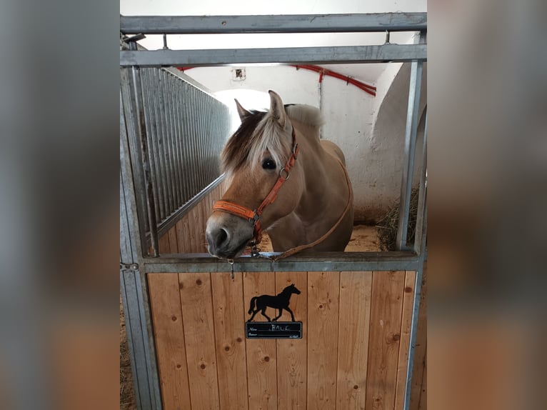 Fjord Horses Mare 9 years 14,2 hh Dun in Sirnitz