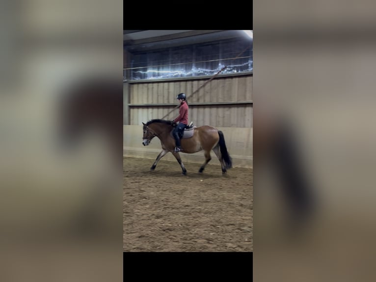 Fjord Horses Mix Mare 9 years 14,3 hh Dun in Gauting