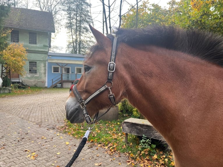Fjord Horses Mix Mare 9 years 14,3 hh Dun in Gauting