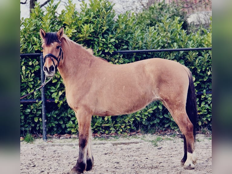 Fjord Horses Mare 9 years 15.2 hh Dun in Someren