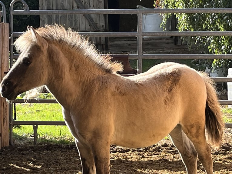Fjord Horses Mare Foal (05/2025) 11,2 hh Dun in Ursensollen