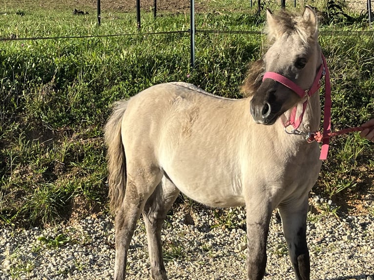 Fjord Horses Mare Foal (05/2025) 11,2 hh Dun in Ursensollen
