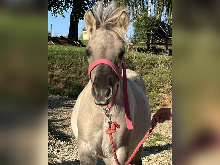 Fjord Horses Mare Foal (05/2025) 11,2 hh Dun in Ursensollen