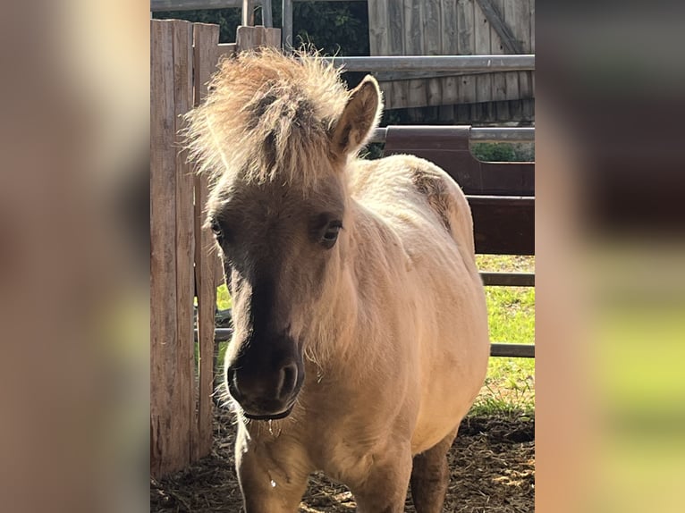 Fjord Horses Mare Foal (05/2025) 11,2 hh Dun in Ursensollen