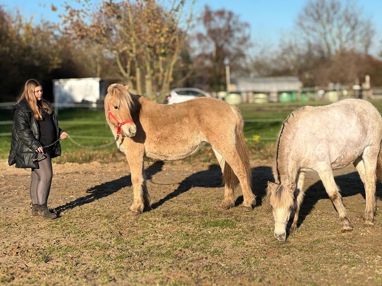 Fjord Horses Mare Foal (03/2025) 12,2 hh Dun in Bonn