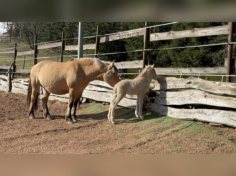 Fjord Horses Mare  13,2 hh Dun in Altleiningen