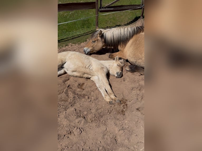 Fjord Horses Mare  13,2 hh Dun in Altleiningen